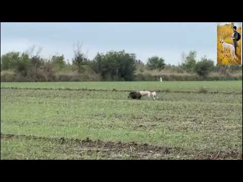 Shikari dog |sindh shikar |tazi guiltair