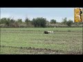 Shikari Dog Sindh Shikar Tazi Guiltair