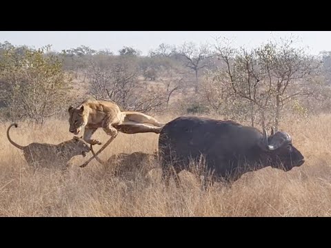 3 LIONESSES bring down BUFFALO BULL. *NOT FOR SENSITIVE VIEWERS*