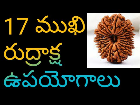 17 mukhi Rudraksha benefits | 17 mukhi rudraksha original |