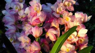 Dictencello Vuie by Cliff Richard