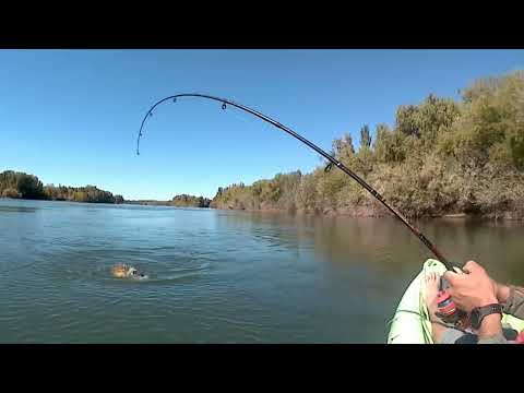 pesca de carpa en choele choel río negro