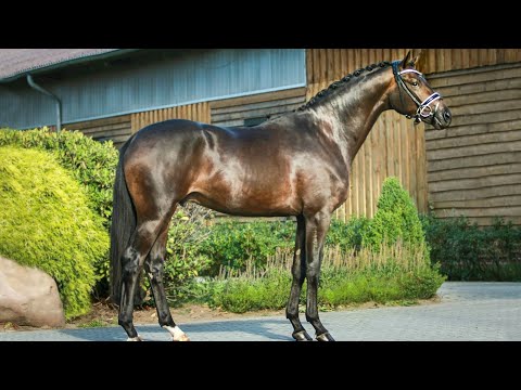Nr. 19   Hengst "Hanke" von Ivanhoe - Freudenfest *2018