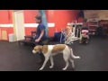 Training | Intro to Ecollar - The Basics | Solid K9 Training Dog Training