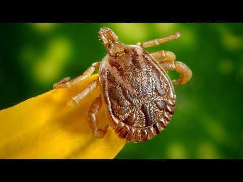 Struma, Borreliose, Migräne - FSP-Gruppentraining (Demo)