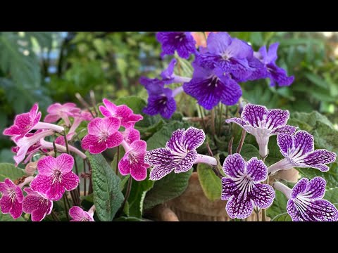 🌼 More Garden Updates - Planting Streptocarpus - Caladiums - Magnolia and Forsythia blooming 🌼