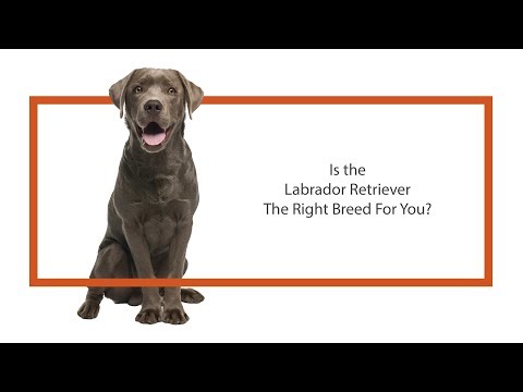 Labrador Retriever Breed Video