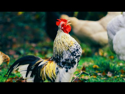 Rooster Crowing Compilation - Rooster crowing sounds Effect