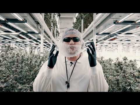 Discover Khalifa Kush’s Baby Turtle Hybrid Strain | Trulieve