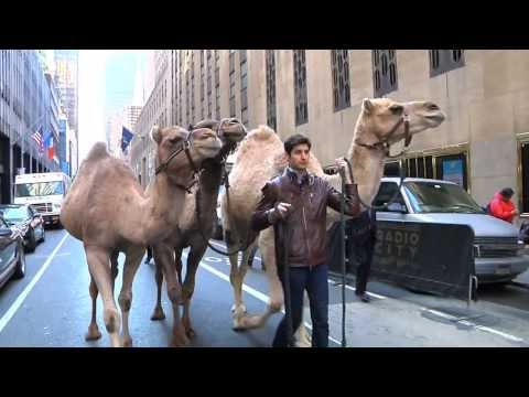 Ben Aaron Goes Wild...On The Streets Of New York...With A Camel