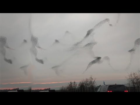Breathtaking Starling Murmuration
