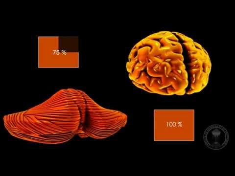 Neuroanatomy - The Cerebellum