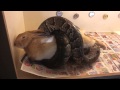 Snake Eating A Huge Rabbit GRAPHIC VIDEO