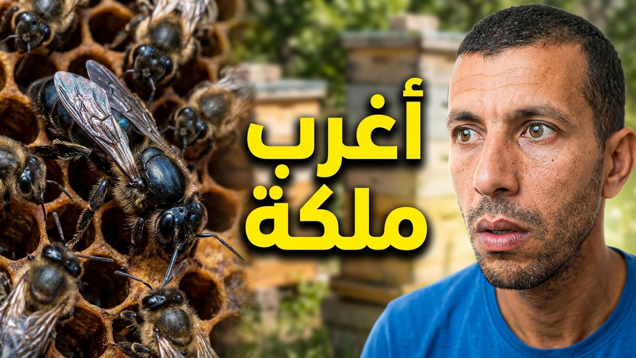 قصة اغرب ملكة نحل يمكن ان تشاهدها في حياتك