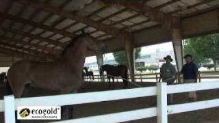 O&#39;Connor Eventing Camp 1 - Natural Horsemanship Techniques