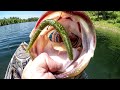 Big Bass CAN T RESIST The Wacky Worm