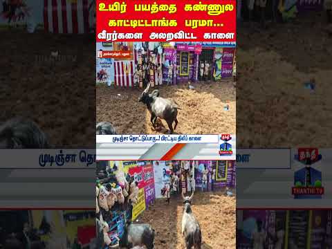 jallikattu | alanganallurjallikattu | jallikattu2026 | madurai | pongalcelebration