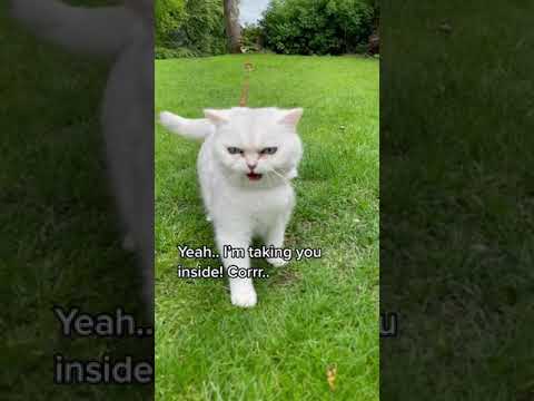 Is Your Cat Scared of WIND⁉  #wind  #outside