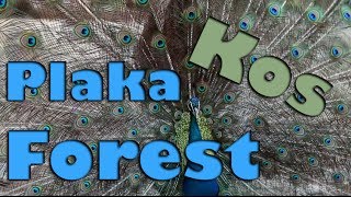 Plaka Forest - Kos Island, Greece