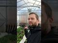 Geothermal Greenhouse idea on a budget. Subscribe for more! #gardening #plants #greenhouse #garden