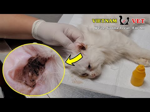 How to treat EAR Mite for your cats and dogs – VET TIPS for Pet Feeders
