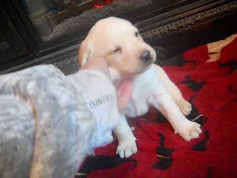 ember at 3 weeks of age