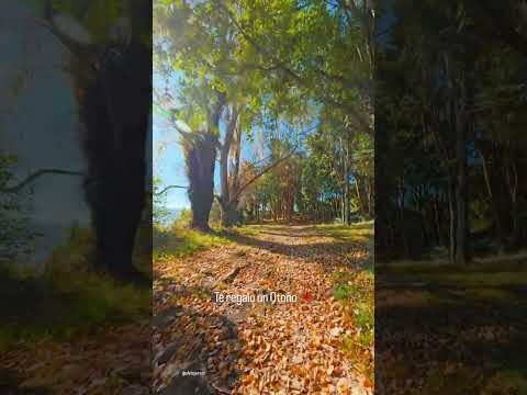 Te regalo un Otoño 🍁Desde La Isla de las Almas Navegantes - Quemchi, Chiloé, Región de Los Lagos.