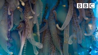 The deadly tentacles of the Portuguese man o&#39; war - Blue Planet II: Episode 4 Preview - BBC One