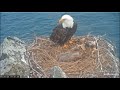 Two Harbors Eagle Cam- ..TUNA. .HUNTING. .BEHIND .NEST! .😮😊 SloMo then Real time. 4/25/23