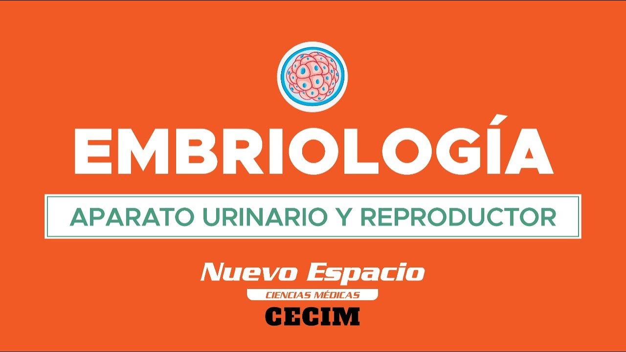 PARALELO DE EMBRIOLOGÍA - DESARROLLO DEL APARATO URINARIO Y REPRODUCTOR