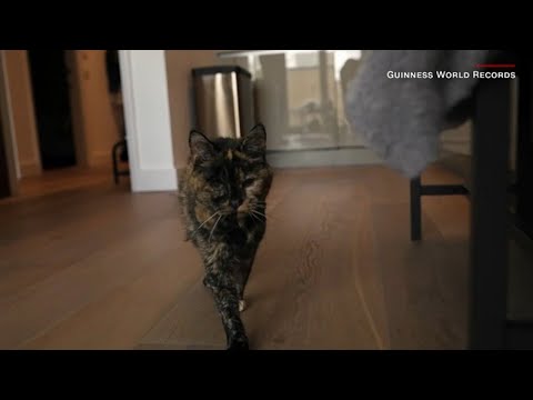 Flossie the cat crowned the world's oldest living cat at nearly 27 years old