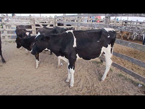 FEIRA DE BEZERRAS LEITERAS EM CAPOEIRAS PERNAMBUCO 12 de dezembro de 2025
