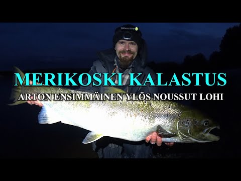 MERIKOSKI KALASTUS - Arton Ensimmäinen Lohi Haukisämpylällä ( Spinfluga - Oulu - Lohi - Bugiperhot )
