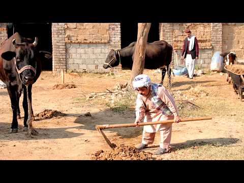 Jeday Ne Biah Toon Bad Munshi Preshan - Pothwari Super Funny drama - Punjabi Comedy Drama