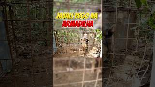 JAVALI NA ARMADILHA#javalibrasil #caçadejavali #hunt #hunting #caca #wildlife #wildanimals #wildboar