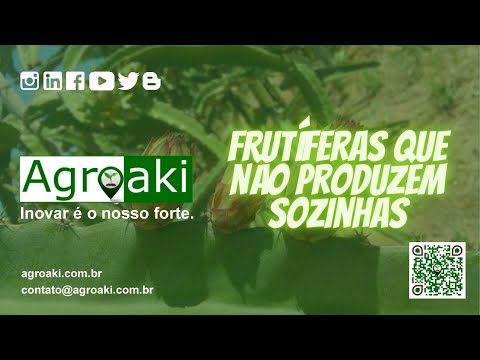 Frutíferas que não produzem sozinhas