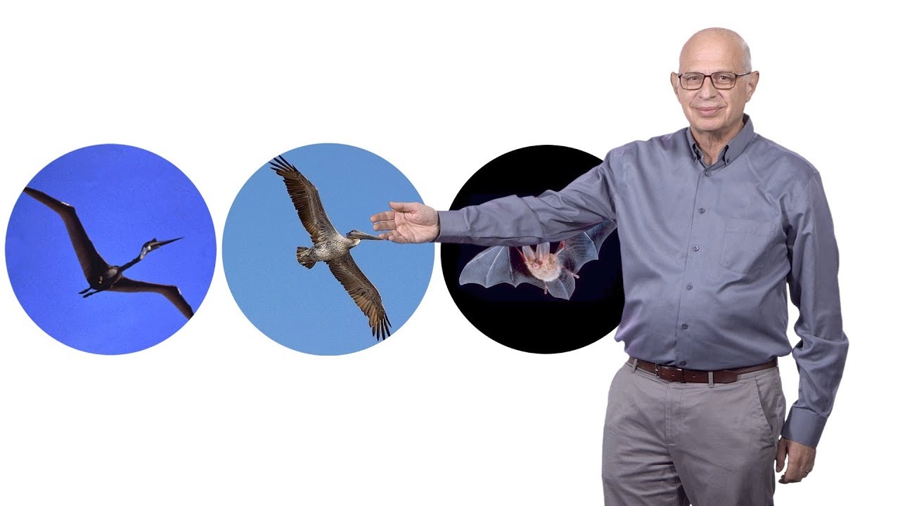 Marc Kirschner (Harvard): Evolvability