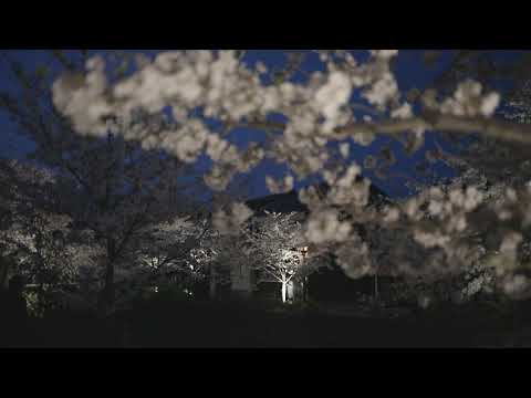 やまぐち映像図鑑 NO.160 一の坂川（桜）［山口市］ | Ichinosaka River Cherry Blossoms  [ Yamaguchi-city ]