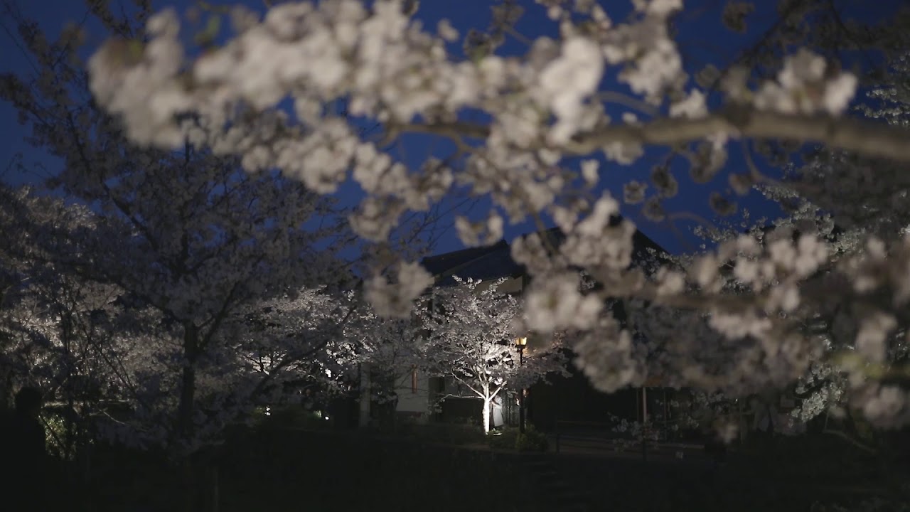 一の坂川（桜）