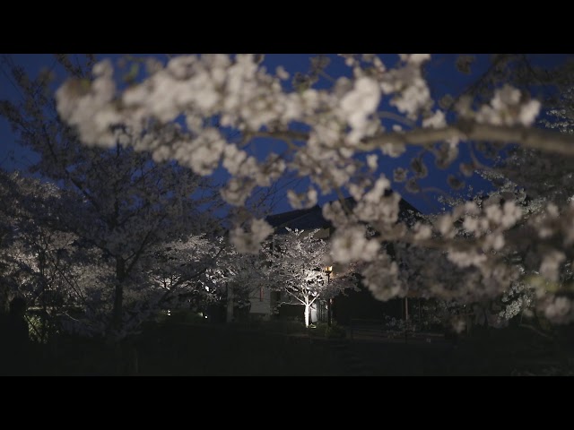 一の坂川（桜）