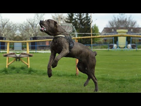 THE AMERICAN BANDOGGE - 'WOLF CRUSHER' - Ban dog