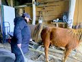 The Horse Poop Catcher