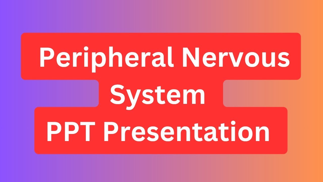 Peripheral Nervous System PPT Presentation Seminar Download: Definition and Types