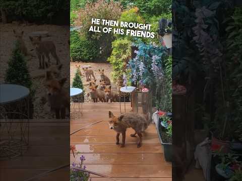 She gave a hungry fox food and he brought his friends ❤️