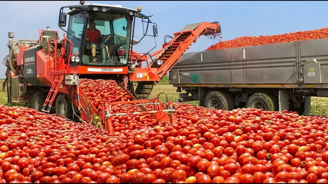 How Tomato Ketchup Is Made, Tomato Harvesting And Processing Process With Modern Technology