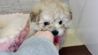 ハーフ犬の動画01