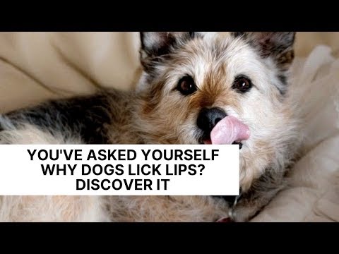 You've Asked Yourself Why Dogs Lick Lips? Discover it