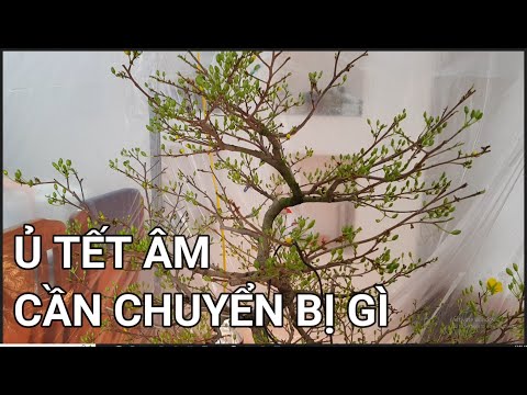 🔴 QBS22340 - PHƯƠNG PHÁP Ủ NHIỆT ĐỂ MAI VÀNG NỞ ĐÚNG TẾT | CHIA SẺ CÁCH Ủ NHIỆT MAI VÀNG NỞ ĐÚNG TẾT