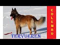 The Best 14 Belgischer Schäferhund Tervueren In Not