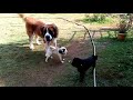 Gini And Black And White At The Bliss Coorg Coorg Homestay Pet S Friendly Homestay Coorg Coorg